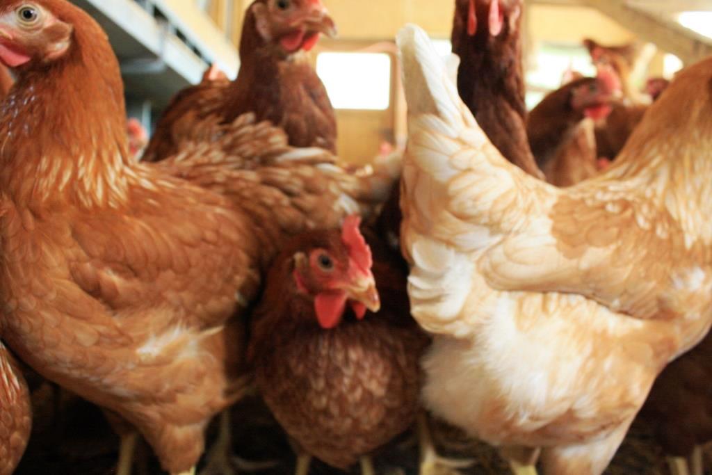 Hühner Landwirtschaftsbetrieb Sandy Ahner