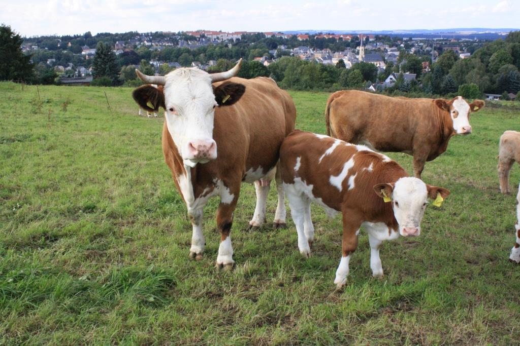 Kuhherde Landwirtschaftsbetrieb Sandy Ahner