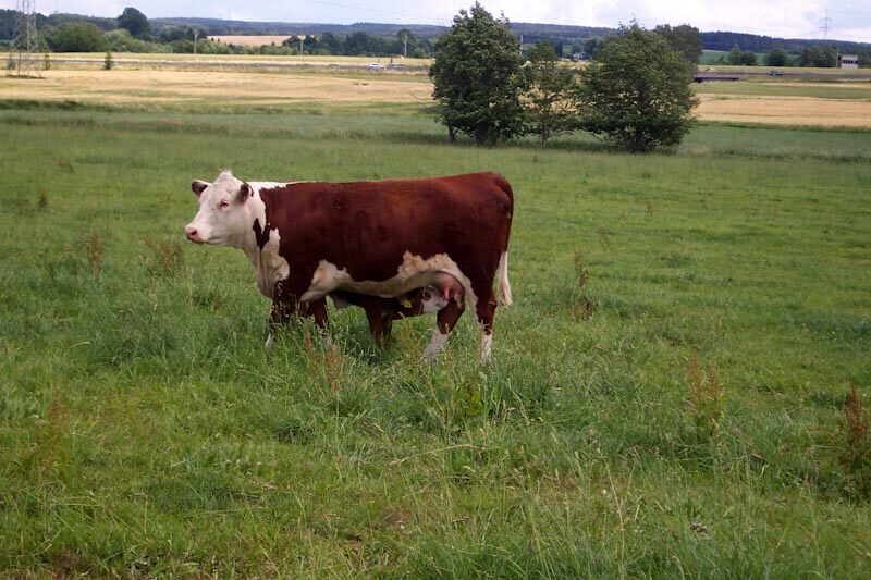 Rind auf Weide